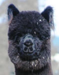 Thelonius